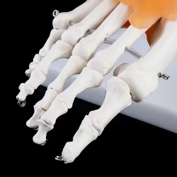 1: 1 Žmogaus Skeletas Žmogaus Modelis, Bendroji Medicinos Anatomijos Kulkšnies Raiščių Anatomicall D5QC