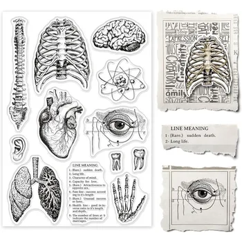 1 Lapas Žmogaus kūnui Silikono Aišku, Antspaudas Stuburo Smegenų Skaidrus Silikoninis Spaudas Širdį, Plaučius Gumos Antspaudas 4.3 x 6,3 Colių