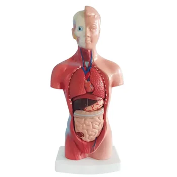 28CM Anatomijos Studijų Įrankis - Realus Žmogaus Kūno Liemens Modelis su Nuimamu Vidaus Organų