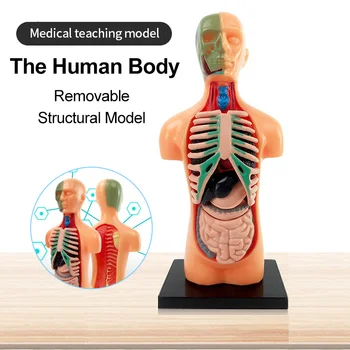 3D Žmogaus Kūno Modelis, Nuimamas Skeletas Organų Struktūrinių Dėl Anatominių Medicinos Mokymo