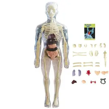 Anatomijos Modelis Vaikams Anatomija 3D Lėlės Kūno Organų Modelis Minkštas Žmogaus Kūno Amžiaus 4 Mokslo Ir Švietimo Žaislai Nuimamas Organų Kaulų