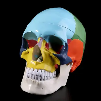 Dropship Gyvenimo Dydis Spalvinga Žmogaus Kaukolės Modelis Anatomijos Anatomija Medicinos Mokymo Skeleto