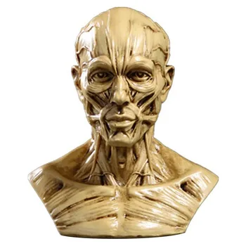 Galvos Anatomija Pusė Žmogaus Modelis Amatų Dervos Kaukolė Skulptūros Galvą, Raumenis, Kaulų Medicinos Menininkas Tyrimo Biuro Statulėlės Apdaila