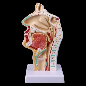 Profesinės Anatomijos Modelis Nasopharyngeal Ertmės, Nosies Ertmės ir Gerklės Žmogaus Kūno 21X12CM Mokyti Mokytis