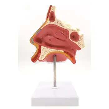 PVC Modelis Anatominių Nosies Ertmės, Kvėpavimo Sistemos Modelis Biologijos Modelis Medicinos Organų Mokymo Reikmenys