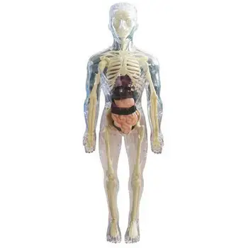 Vaikai Anatomija Žaislai 3D Žmogaus Kūno Žaislas Kūno Anatomijos Modelis Minkštas Žmogaus Kūno Anatomiją Lėlės Realus Nuimamas Organų Kaulų Ekranas