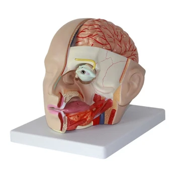 YYDS Žmogaus Smegenų Arterijų Modelio Žmogaus Anatomija Galvos Kaukolės Smegenų Arterijų Modelis