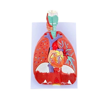 Žmogaus Anatomijos Plaučių Modelis Ligos Tyrimas, Širdies, Plaučių, Gerklės Modelis Anatomija pateikiama Informacija apie Plaučių Trachėjos Sistema N0HC