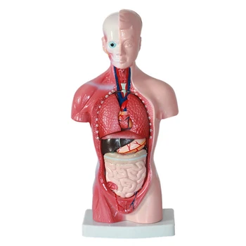 Žmogaus Liemens, Kūno Anatomijos Modelis Anatominį Vidaus Organų PVC Studentų Mokymo Studijų